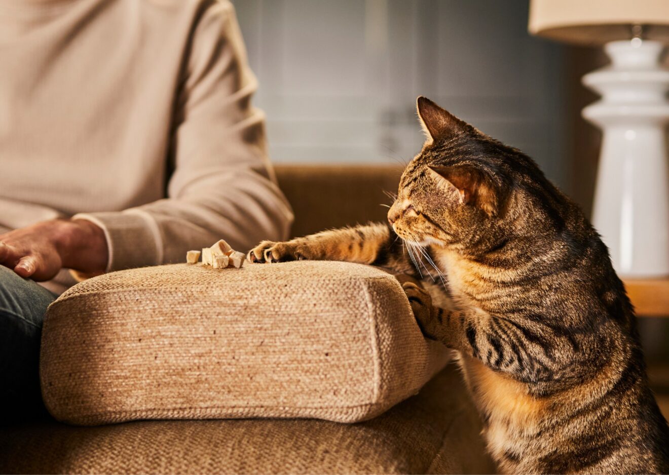 Cat eating freeze dried treats