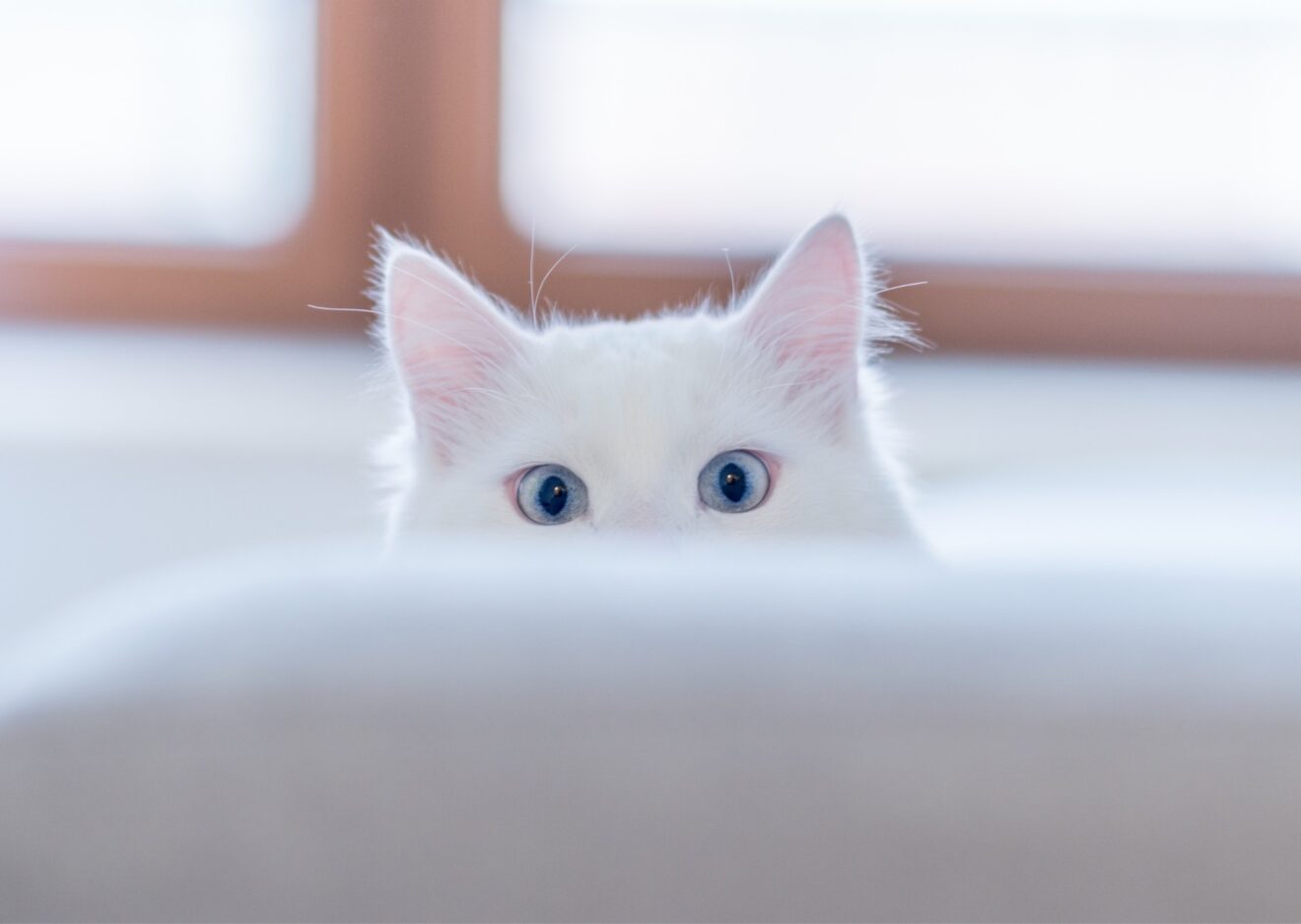 Cat hiding