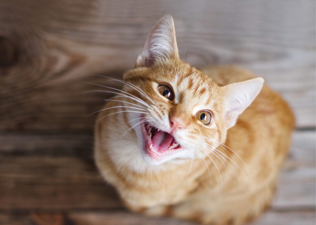 Cat showing it's teeth