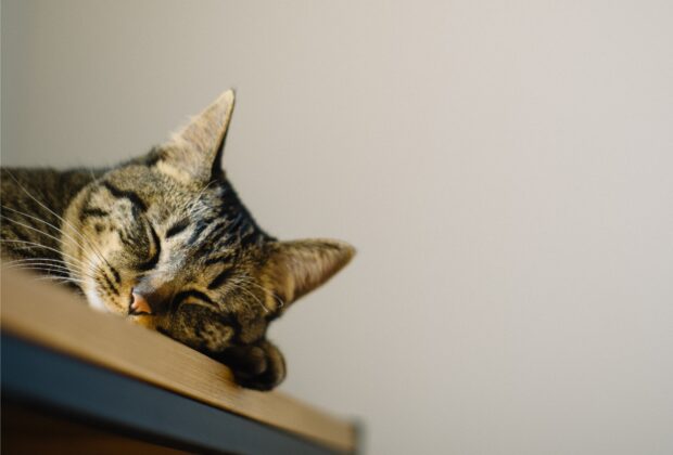 Fun Facts About Tabby Cats!