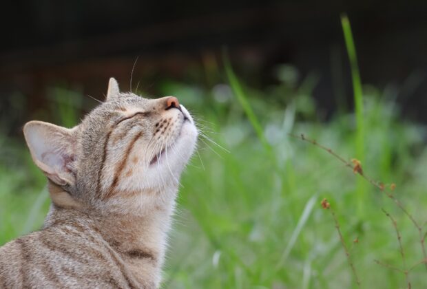How to Keep Your Cat Happy & Healthy