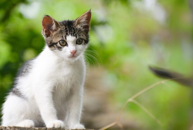 When Can Kittens Go Outside?