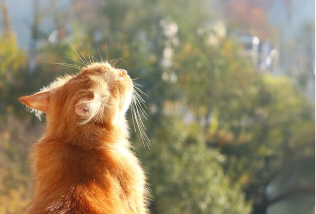 Can Cats Have Asthma?