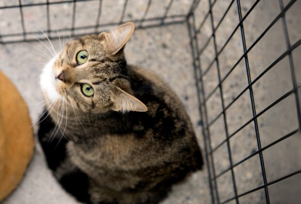 Adopt a Cat Month: The 3-3-3 Rule of Adoption