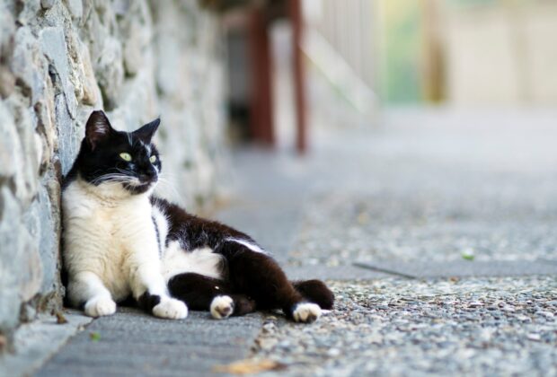 How You Can Help Stray Cats