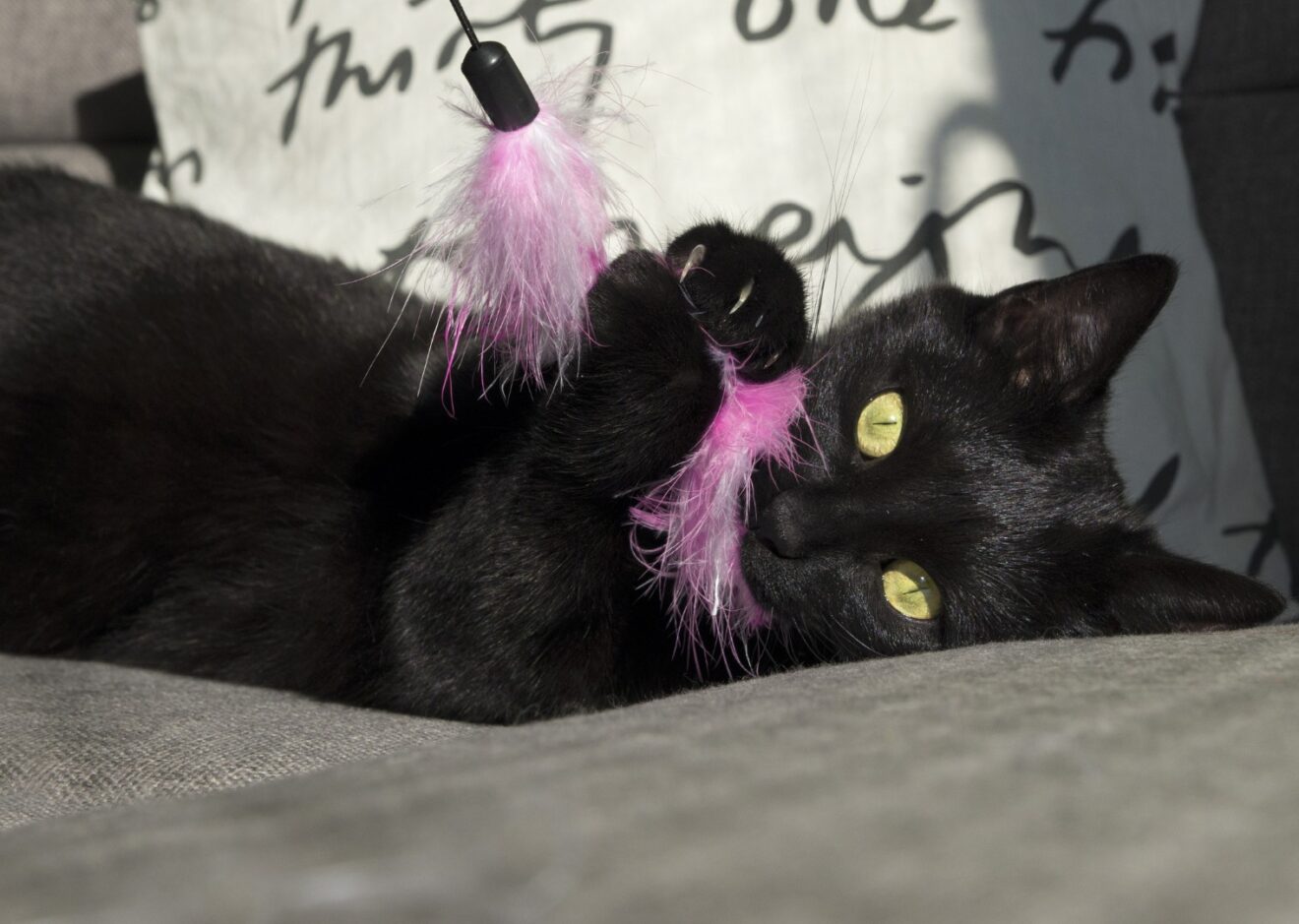 Black cat playing with feather