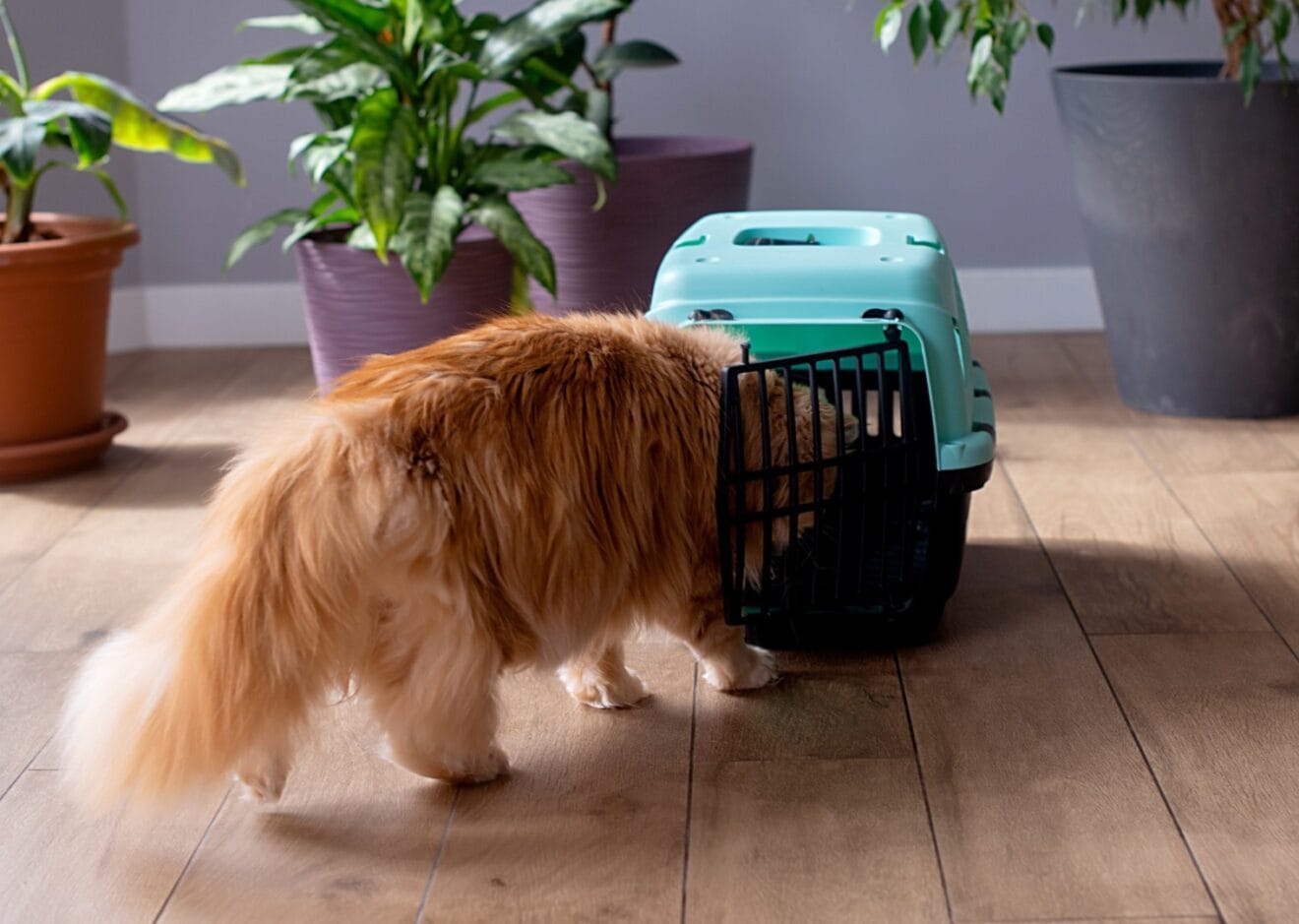 Cat getting into a carrier