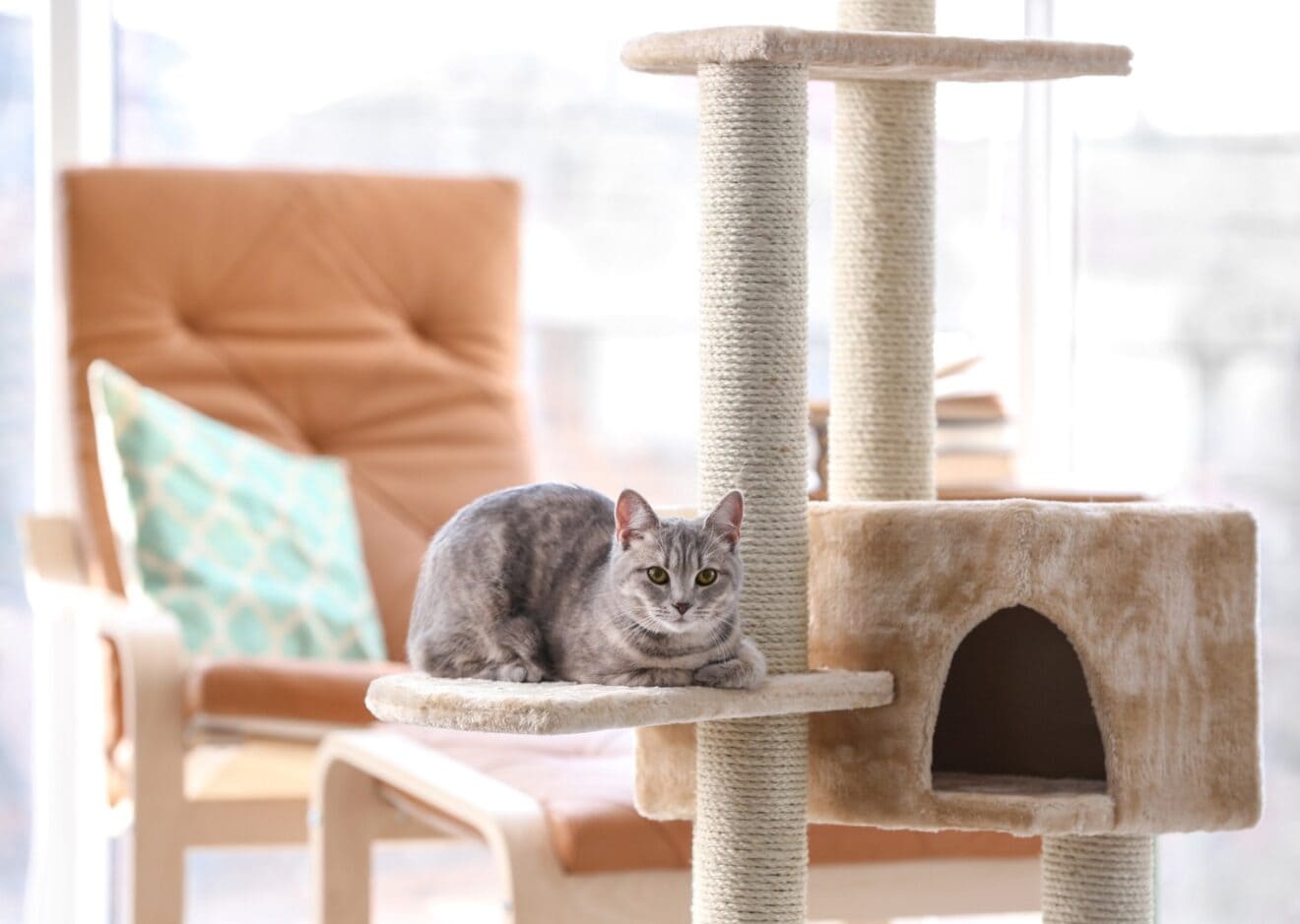 Cat on a cat tree