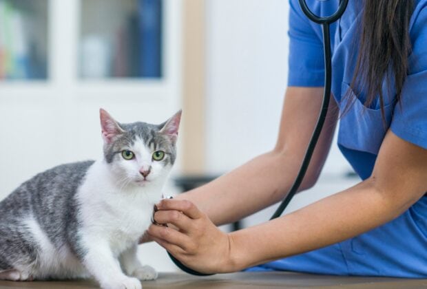 Taking Your Cat to the Vet: A Guide to a Stress-Free Visit