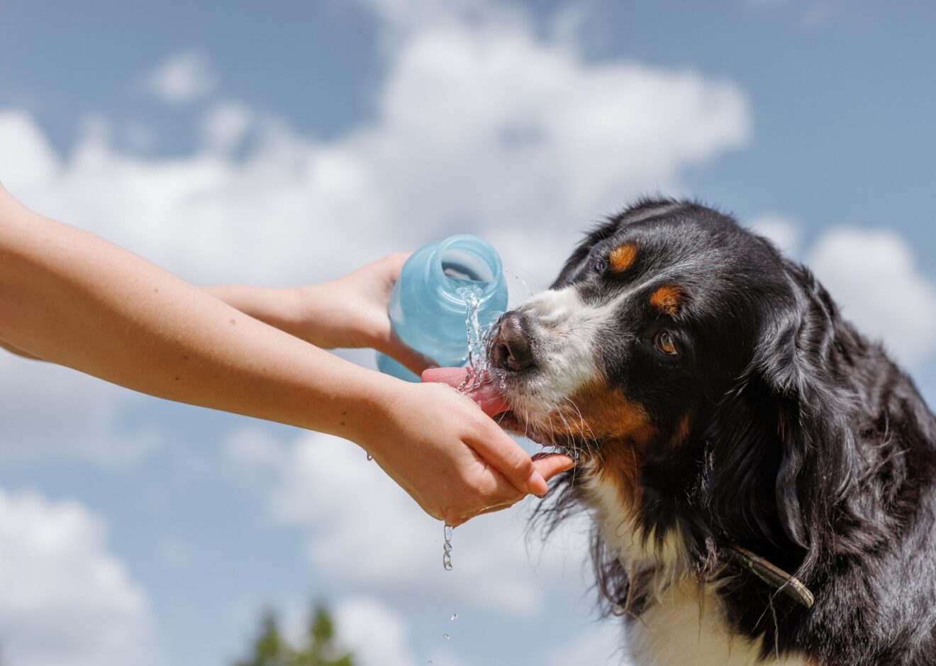 Dog drinking from water bottle
