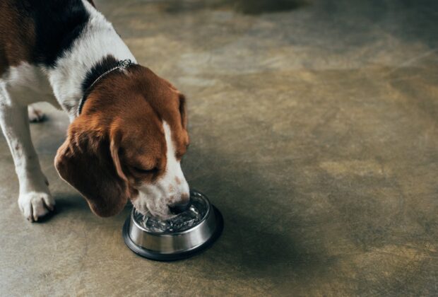 How Can I Get My Dog to Drink More Water?