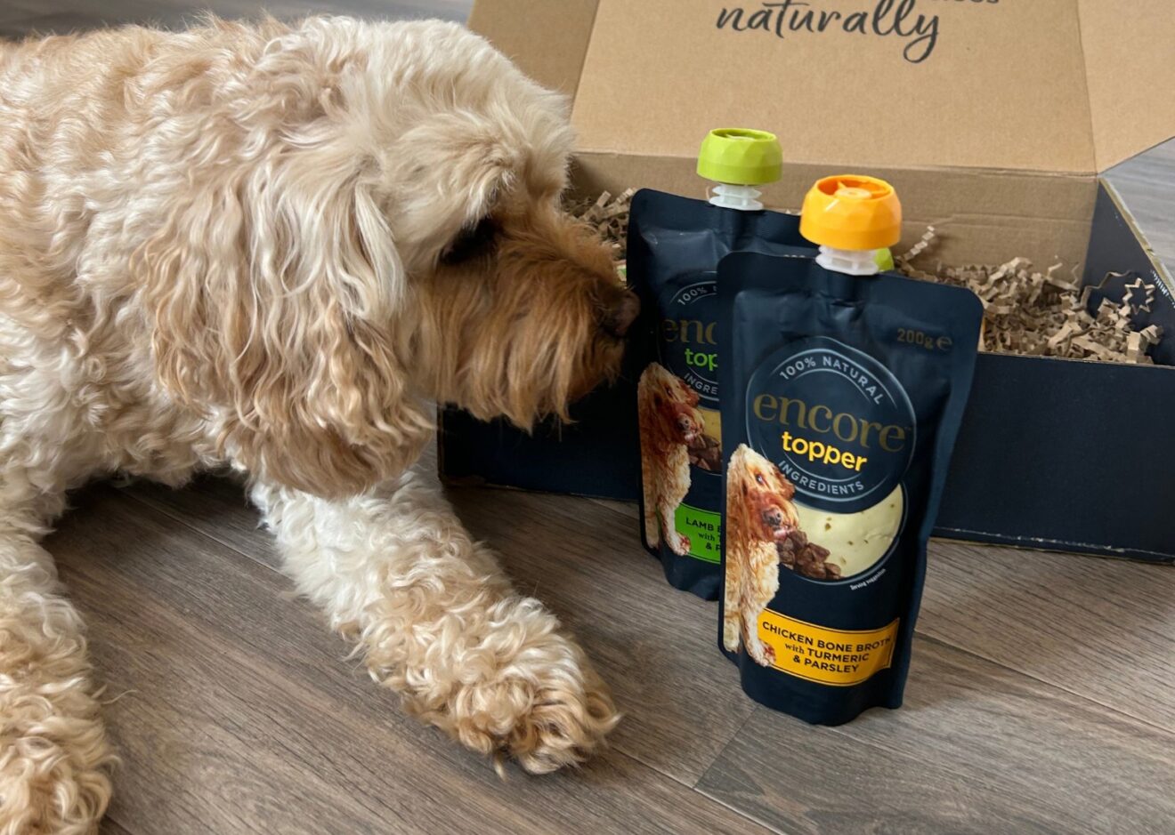 Dog with Encore Bone Broth