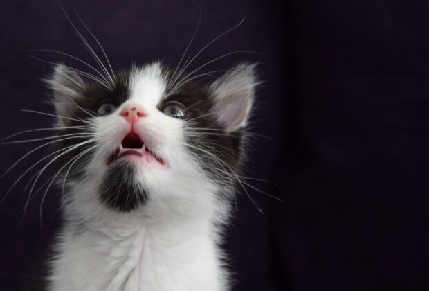 Kitten Teething: What to Expect
