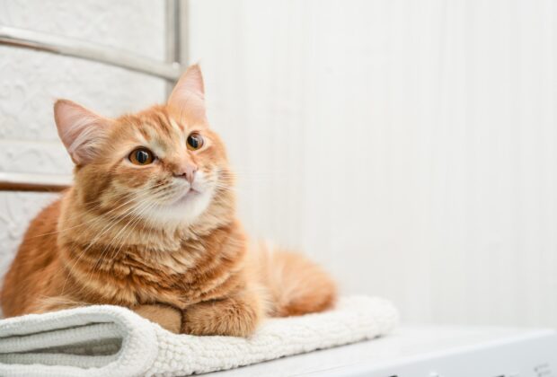 Ginger Cat Breeds: All You Need to Know