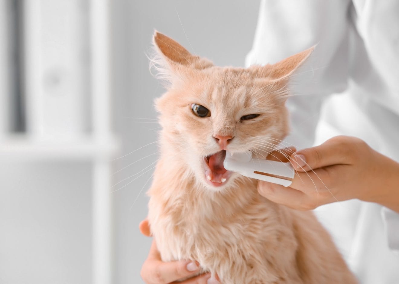 brushing a cat's teeth