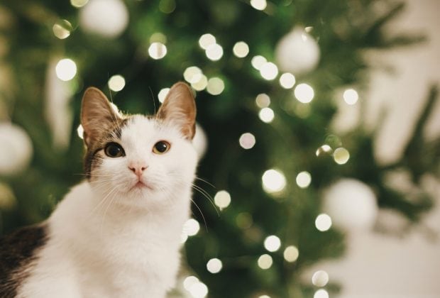 Are Poinsettias Toxic to Cats?