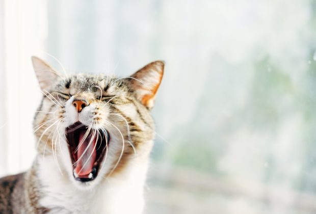 Cat Breath? How to Care for Your Cat’s Teeth