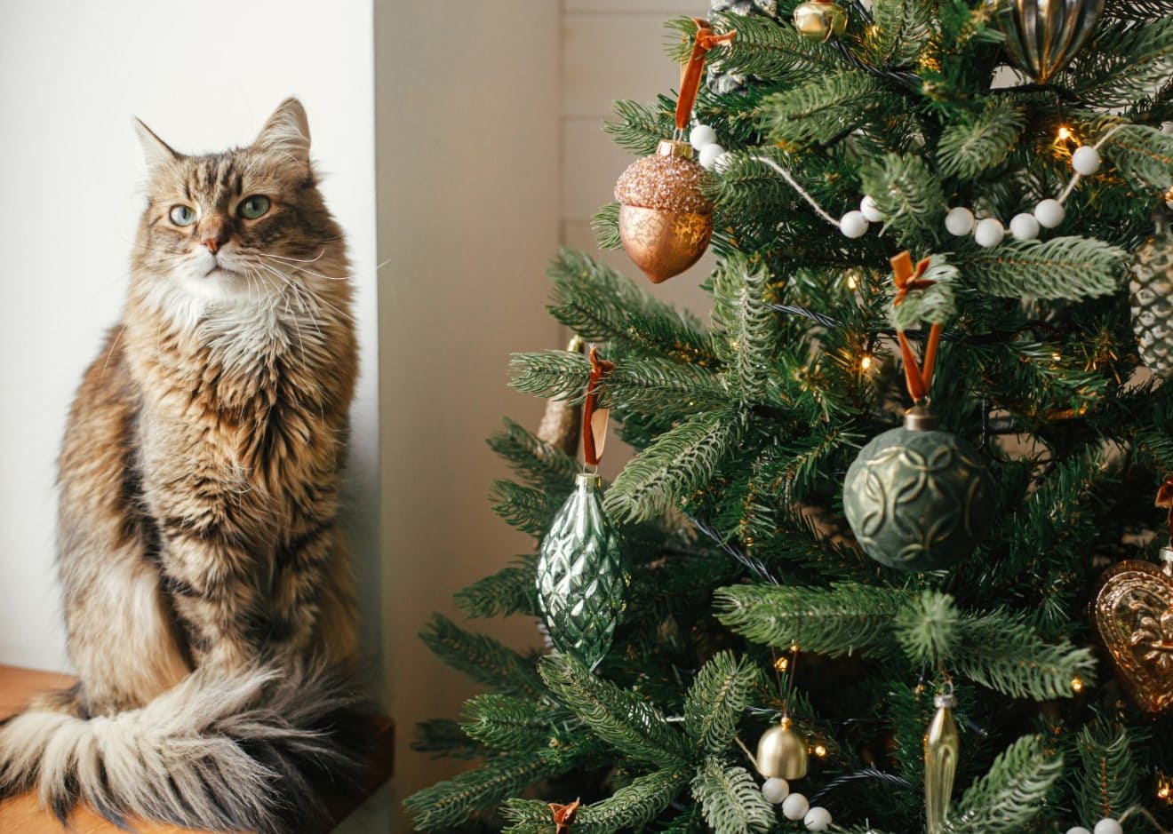 cat next to Christmas tree