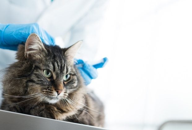 What Vaccines Do Cats Need?
