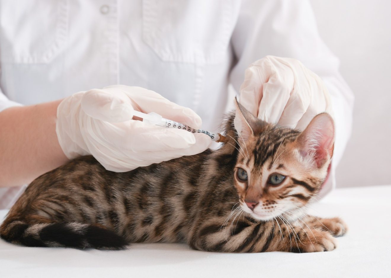 kitten vaccination