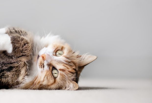 When to Spay a Cat: What Every Owner Should Know