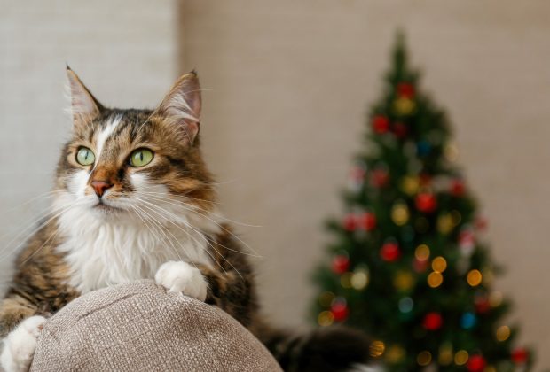 A Cat‑Friendly Christmas
