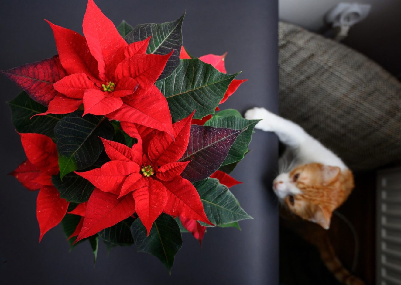 cat reaching for poinsettia
