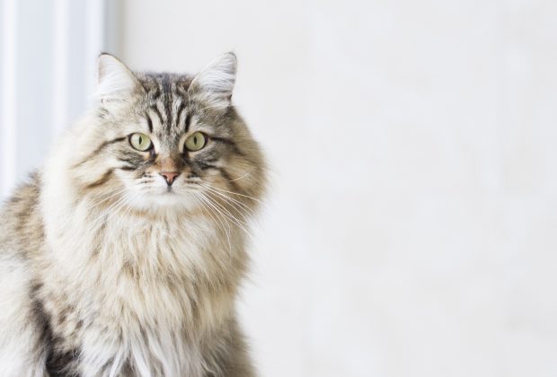 Which Cats Shed the Least?