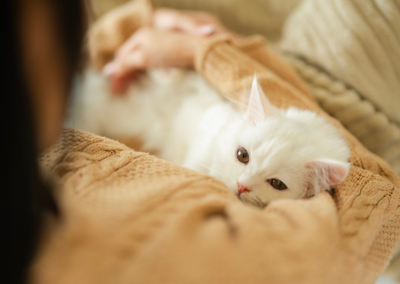 white cat in owner's arms