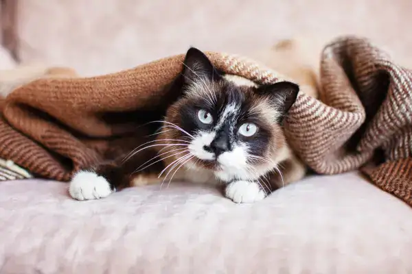 Cat under blanket