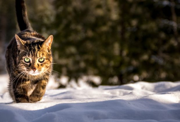 Can Cats Go Out in the Snow?