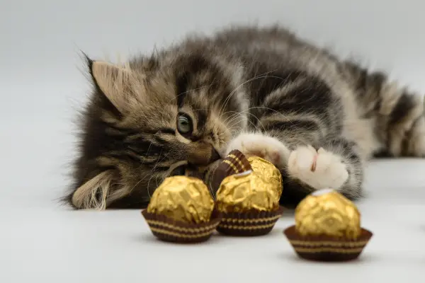 Cat with chocolate