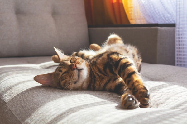 Cat stretching