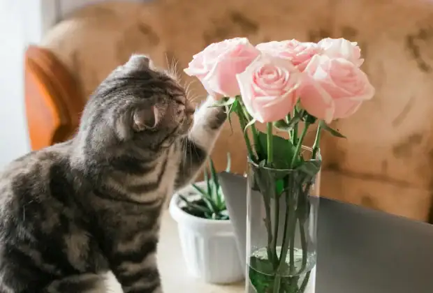 Are Roses Safe Around Cats?