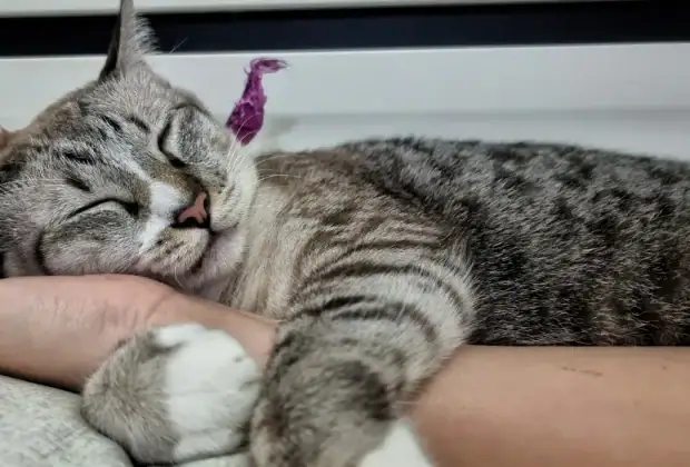 How Do Cats Show Affection?