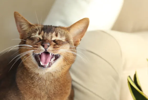 How Diet Helps Keep Cats’ Teeth Healthy