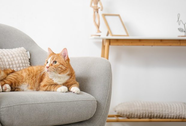 Benefits of Omega-3s for Cats
