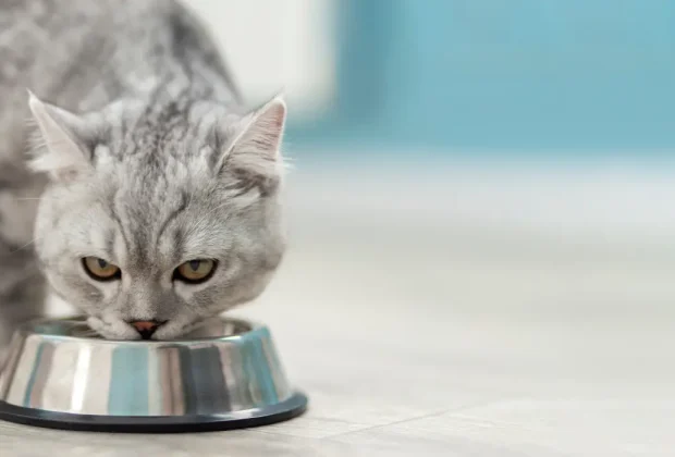 Is Crab Good for Cats?