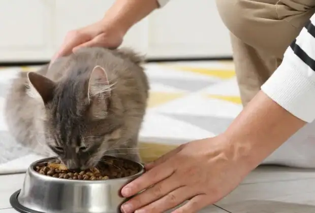 Signs of Malnutrition in Cats