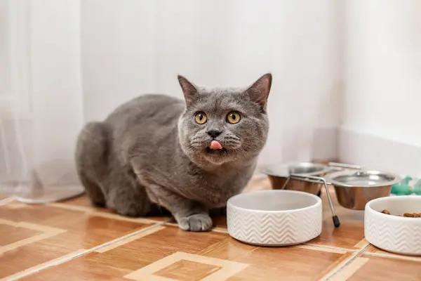 Cat sticking tongue out next to bowl