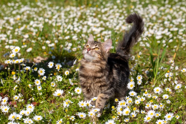 Cat in daisy field