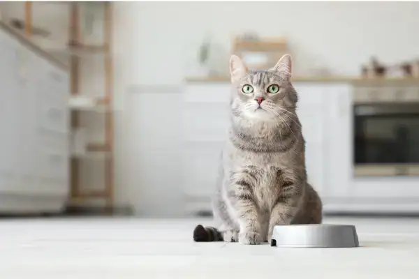 Cat with bowl