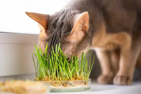 Cat grass