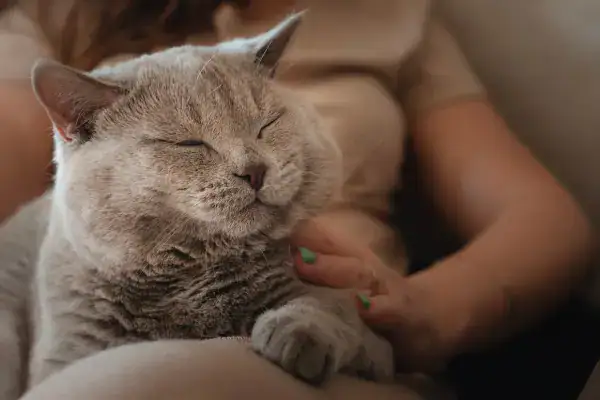 Cat on lap