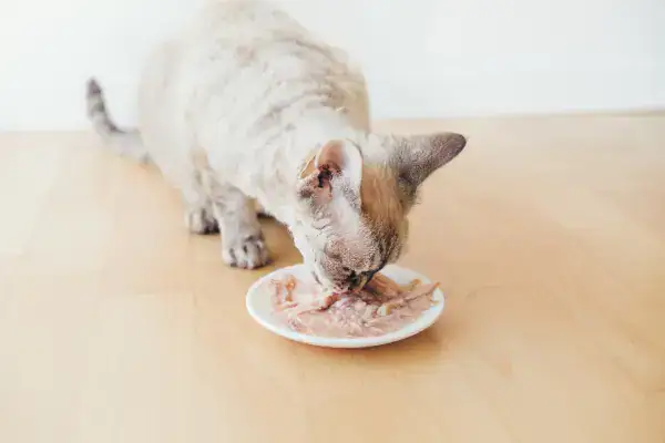 Cat eating
