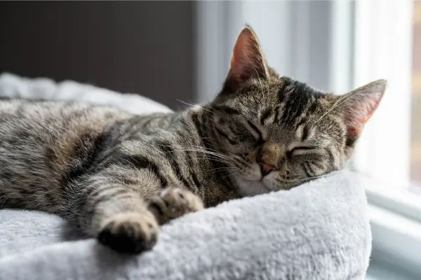 Cat sleeping