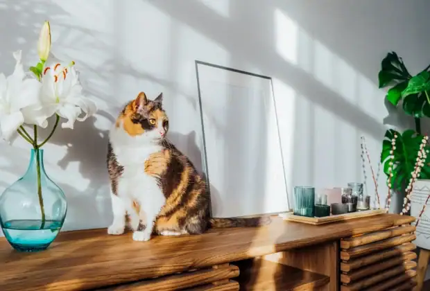 Are Easter Lilies Toxic to Cats?