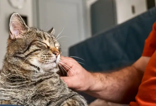 How Long Does It Take Cats to Bond?