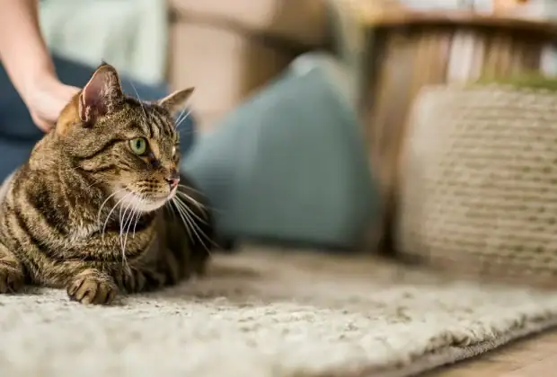 Can Cats Be Allergic to Bee Stings?