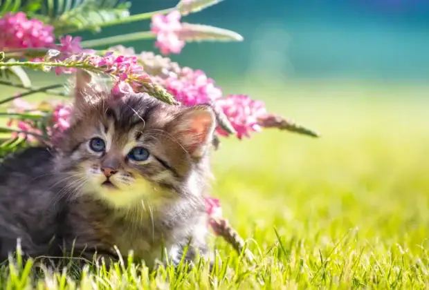 Outdoor Plants That Are Safe for Cats